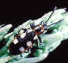 asparagus_beetle.jpg (66262 bytes)