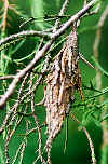 bagworm.jpg (135863 bytes)