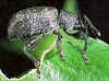 black_vine_weevil.jpg (23135 bytes)