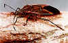 boxelder_bug.jpg (51361 bytes)