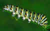 caterpillar.jpg (9340 bytes)