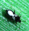 chinch_bug.jpg (70031 bytes)