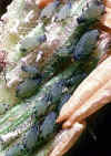 corn_leaf_aphid.jpg (68416 bytes)