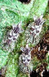 lace_bug.jpg (58697 bytes)