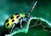 spotted_cucumber_beetle.jpg (14637 bytes)