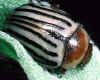 sunflower_beetle.jpg (42893 bytes)