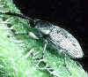sunflower_seed_weevil.jpg (26067 bytes)
